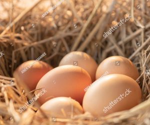 Eier